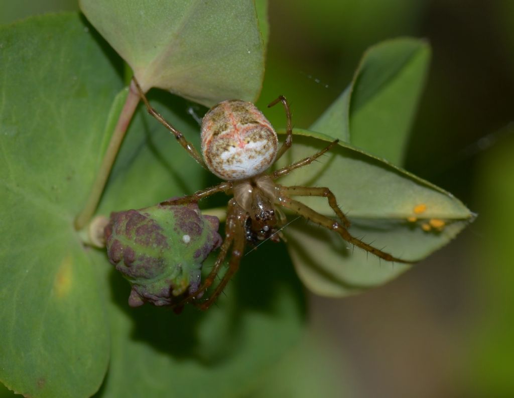 Metellina sp. (Tetragnathidae) ? S! - Grosseto